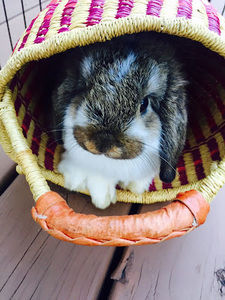 Meet your Posher, Anneliese